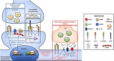 The Communication Between the Immune and Nervous Systems: The Role of IL-1β in Synaptopathies